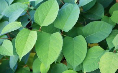 CDP Talk: The damages of ‘Japanese Knotweed’ and how to identify them